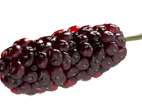 Mulberry Fruit 3D Model
