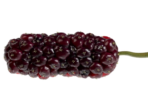Mulberry Fruit 3D Model