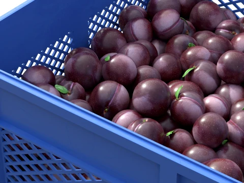 Plum Plastic Crate 3D Model