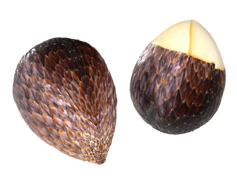 Salak Fruit 3D Model