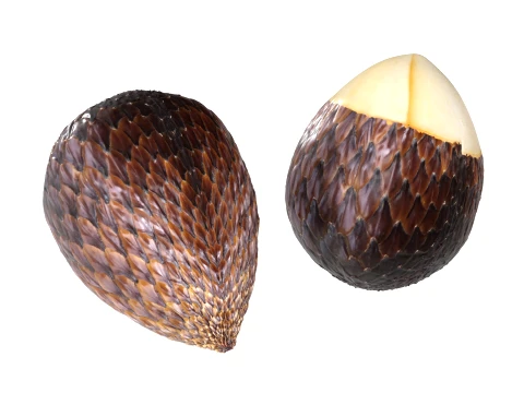 Salak Fruit 3D Model