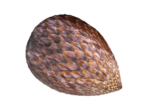 Salak Fruit 3D Model
