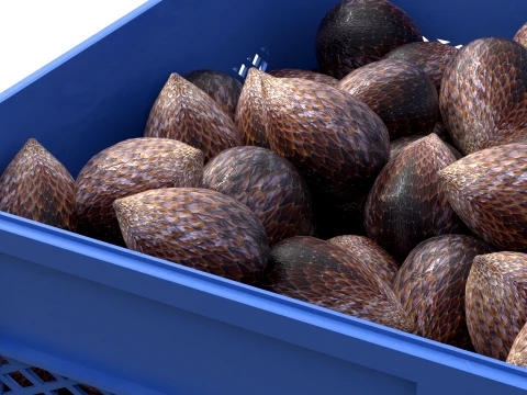 Salak Plastic Crate 3D Model