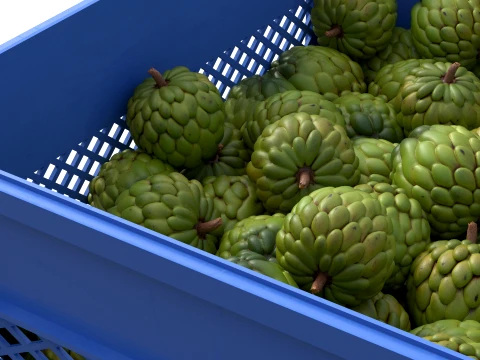 Sugar Apple Plastic Crate 3D Model
