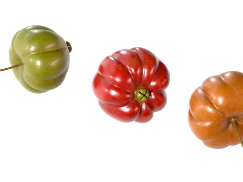 Surinam Cherry 3D Model