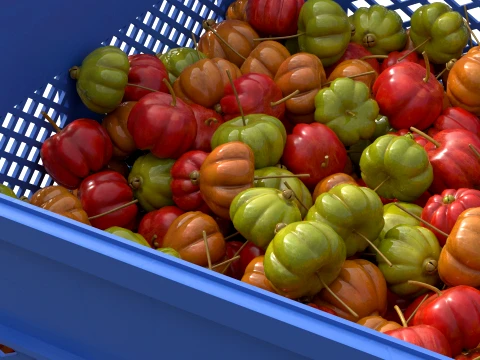 Surinam Cherry Plastic Crate 3D Model