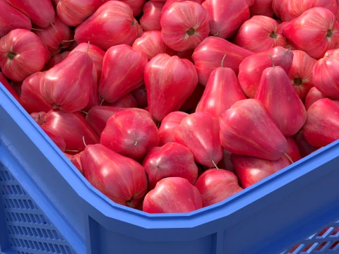 Water Java Apple Plastic Crate 3D Model
