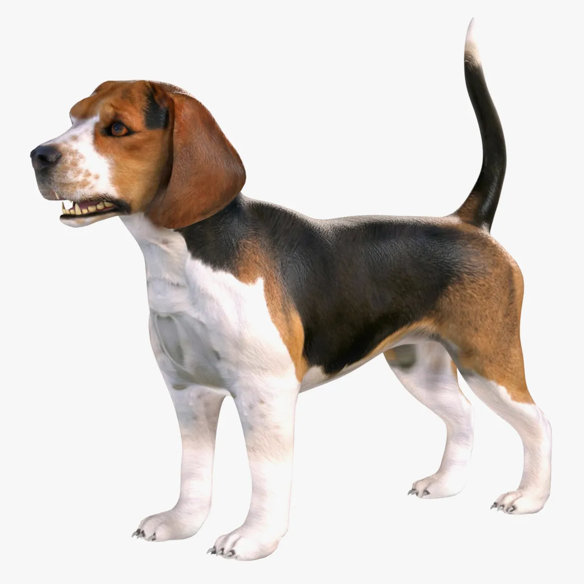 Beagle Dog 3D Model .c4d .max .obj .3ds .fbx .stl .blend