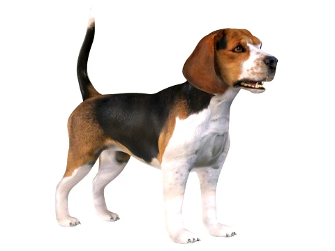 Beagle Dog 3D Model