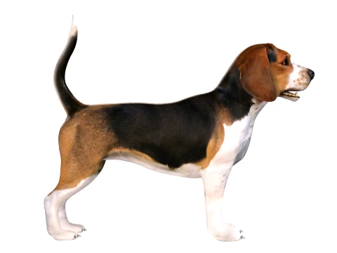 Beagle Dog 3D Model