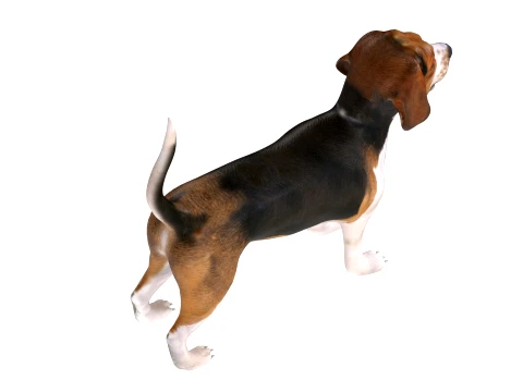 Beagle Dog 3D Model