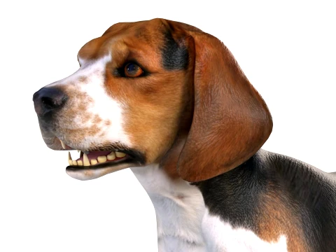 Beagle Dog 3D Model