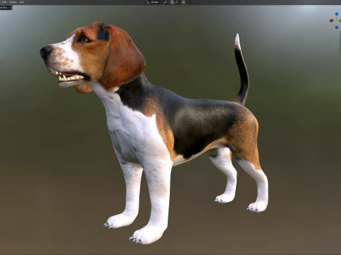 Beagle Dog 3D Model