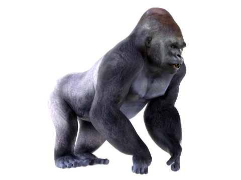 Gorilla 3D Model
