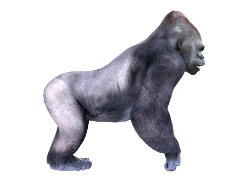 Gorilla 3D Model