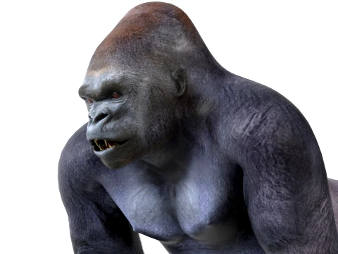 Gorilla 3D Model