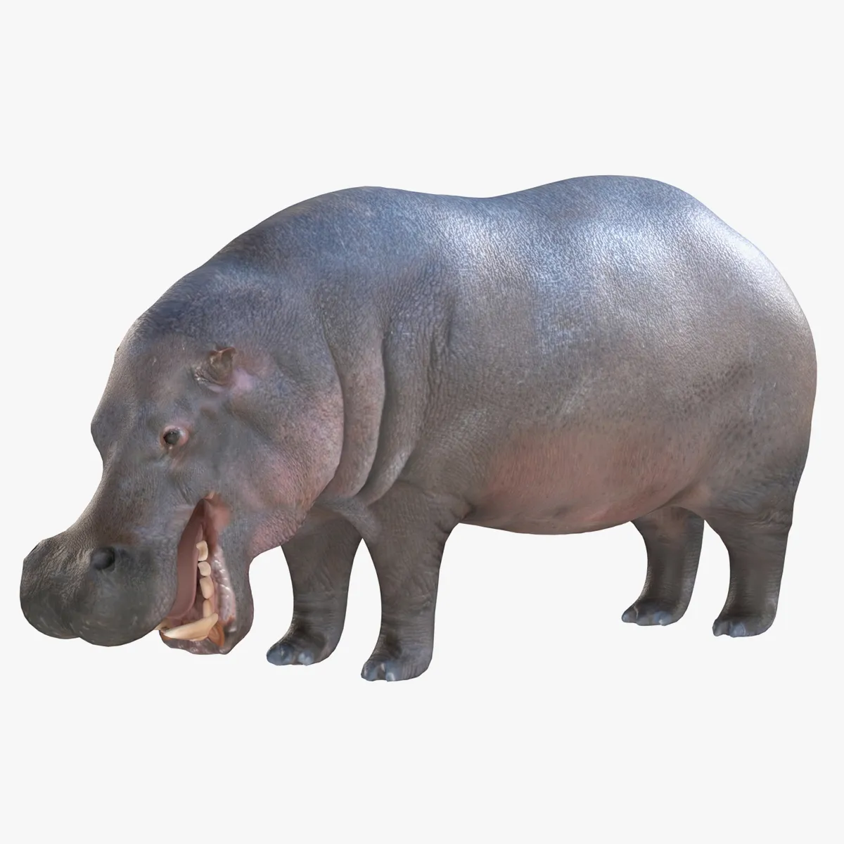 Hippopotamus 3D Model .c4d .max .obj .3ds .fbx .stl .blend 