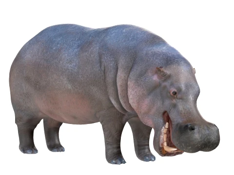 Hippopotamus 3D Model
