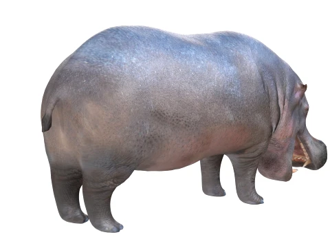 Hippopotamus 3D Model