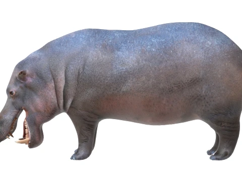 Hippopotamus 3D Model