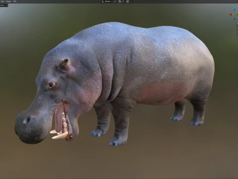 Hippopotamus 3D Model