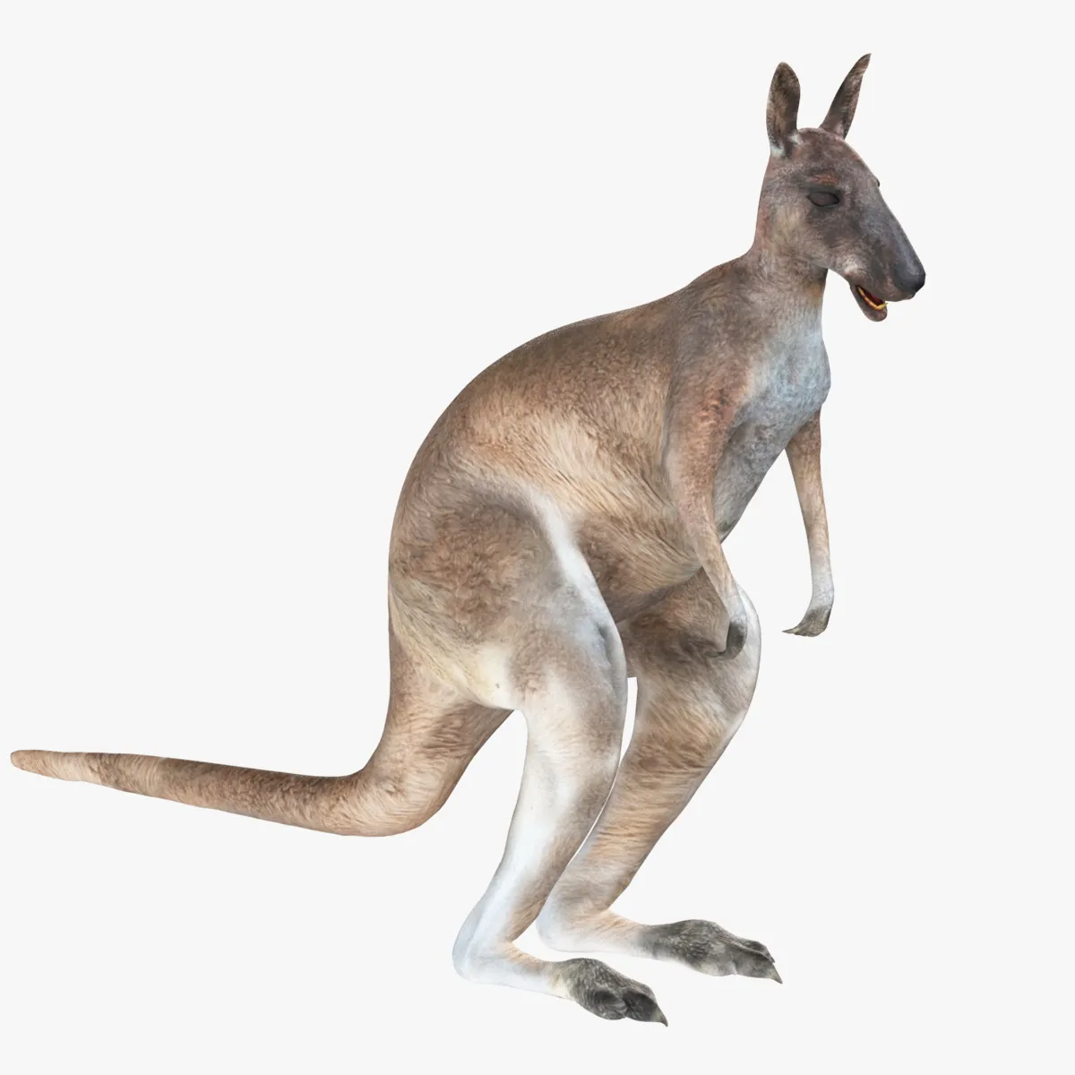 Kangaroo 3D Model .c4d .max .obj .3ds .fbx .stl .blend 