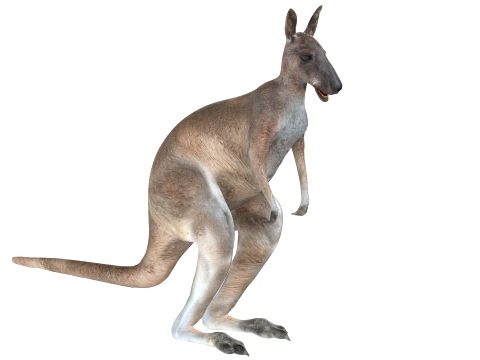 Kangaroo 3D Model