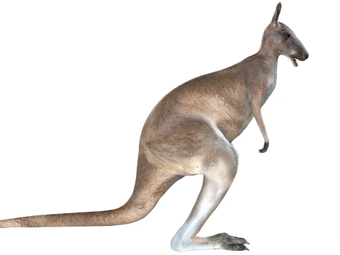 Kangaroo 3D Model