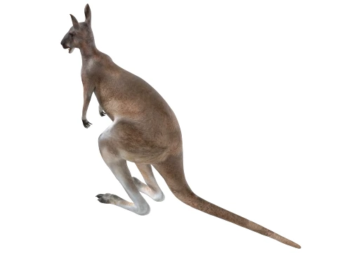 Kangaroo 3D Model