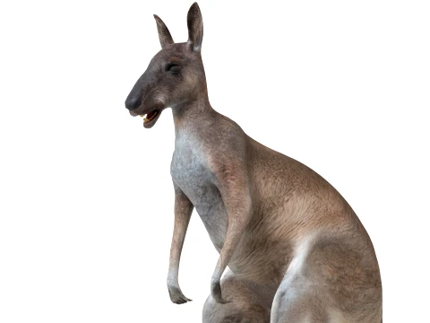 Kangaroo 3D Model