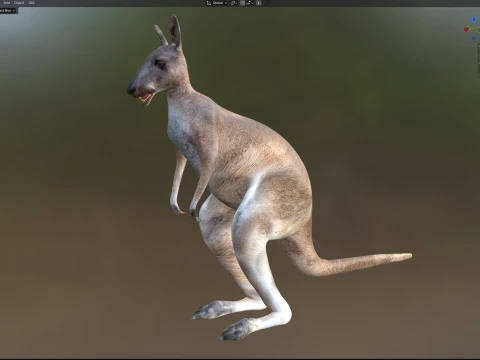 Kangaroo 3D Model