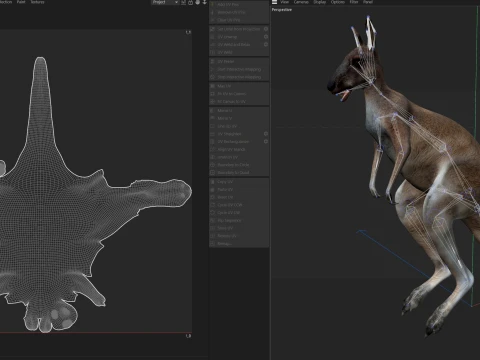 Kangaroo 3D Model