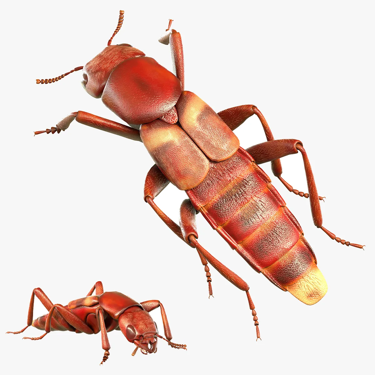 Staphylinidae rove beetle insect 3D Model .c4d .max .obj .3ds .fbx .stl .blend
