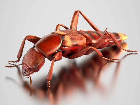 Staphylinidae rove beetle insect 3D Model