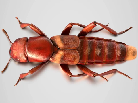 Staphylinidae rove beetle insect 3D Model