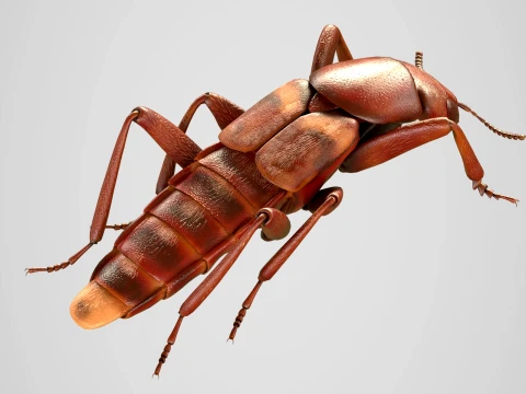 Staphylinidae rove beetle insect 3D Model