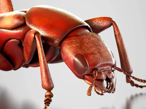 Staphylinidae rove beetle insect 3D Model