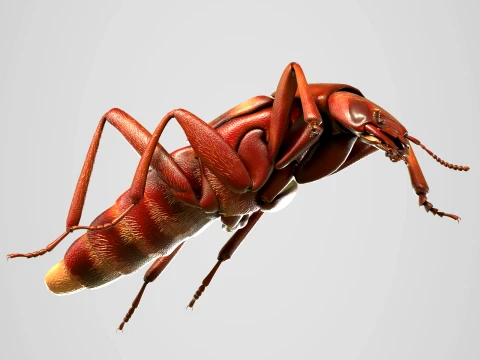 Staphylinidae rove beetle insect 3D Model