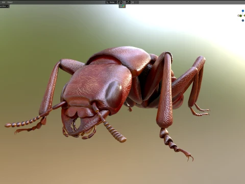 Staphylinidae rove beetle insect 3D Model