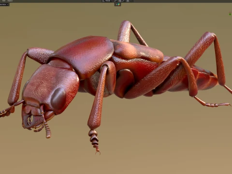 Staphylinidae rove beetle insect 3D Model