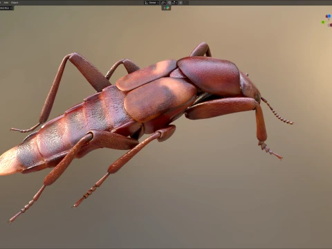 Staphylinidae rove beetle insect 3D Model