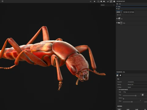 Staphylinidae rove beetle insect 3D Model