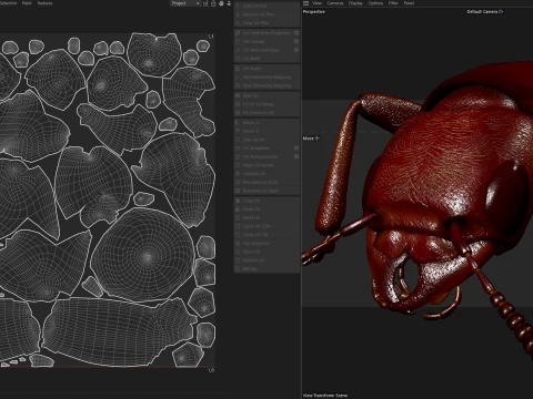 Staphylinidae rove beetle insect 3D Model