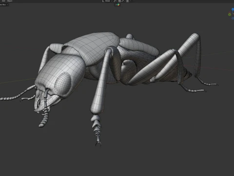 Staphylinidae rove beetle insect 3D Model