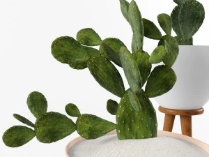cactus set for decorating 3D Model