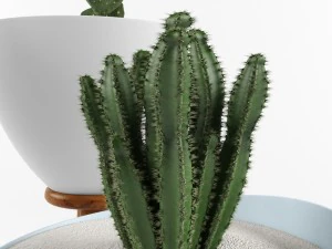 cactus set for decorating 3D Model