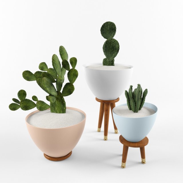cactus set for decorating Modelo 3D .c4d .max .obj .3ds .fbx .stl .blend