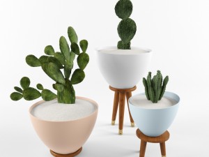 cactus set for decorating 3D Model