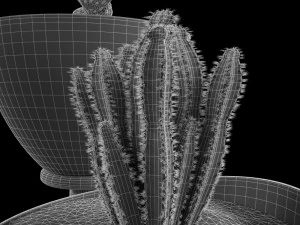 cactus set for decorating 3D Model