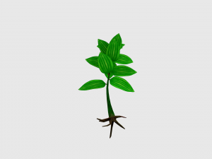 small plant 3D 모델